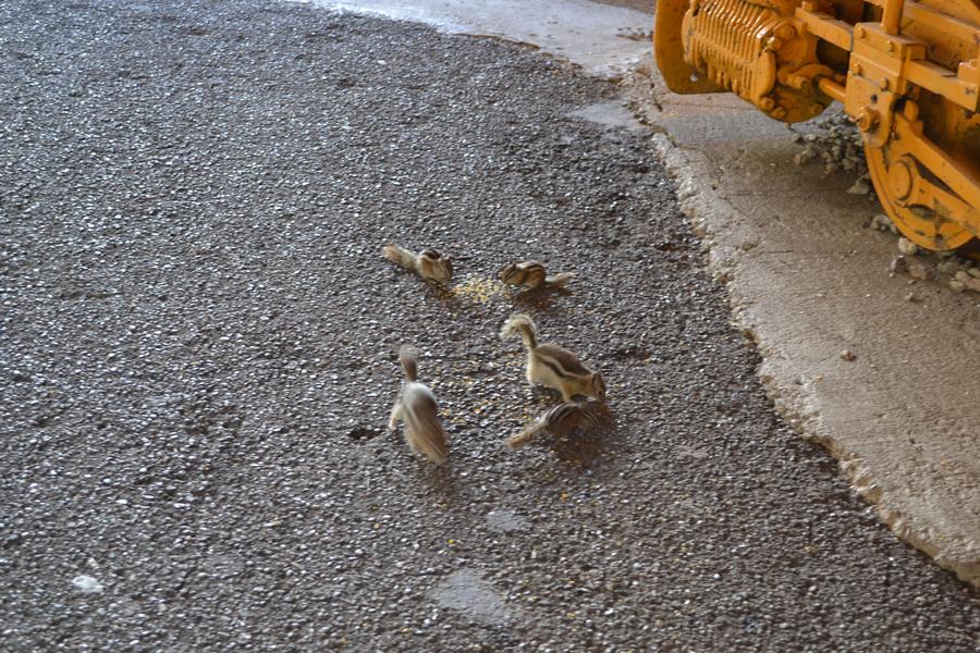 Chipmonks & Ground Squirrels 3.jpg