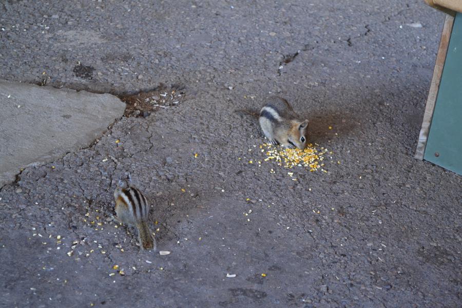 Chipmonks & Ground Squirrels 6.jpg